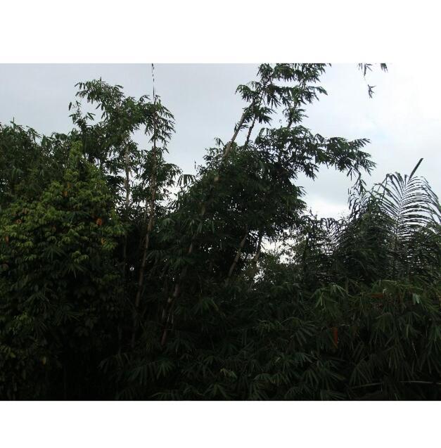 Arjun Bed And Breakfast Ubud  Luaran gambar